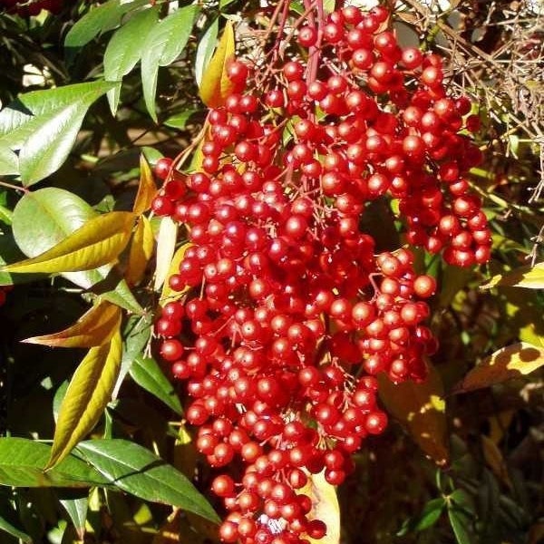 Domestic Nandina in a 2 1/2" cup