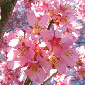 May include: A close-up of a pink cherry blossom tree in full bloom. The flowers are delicate and have a soft, pastel pink color. The branches of the tree are visible in the background.