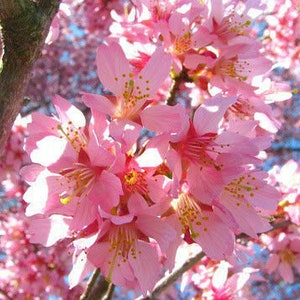 Okame Flowering Cherry Tree  3" pot 6-12" in height