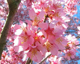 Okame Flowering Cherry Tree  3&quot; pot 6-12&quot; in height