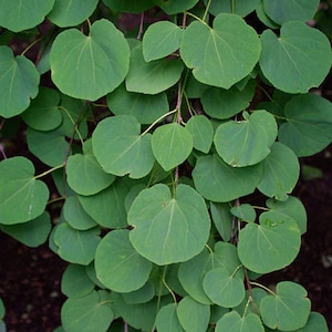 May include: A close-up of a green leafy plant with round, heart-shaped leaves. The leaves are arranged in a cascading pattern, creating a lush and textured look.