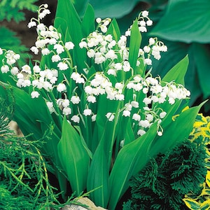 12 Lily of the Valley root systems, convallaria majalis, bell shaped flowers, nodding flower, wildflower garden, fragrant blooms, perennial