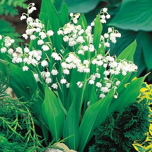 12 Lily of the Valley root systems, convallaria majalis, bell shaped flowers, nodding flower, wildflower garden, fragrant blooms, perennial