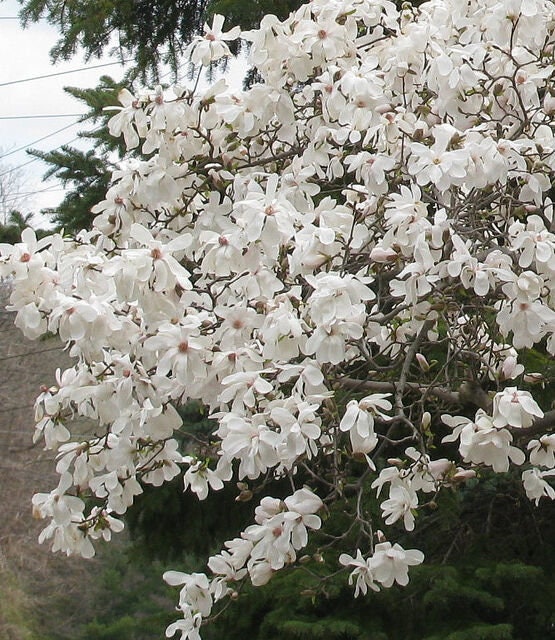 Star Magnolia 6-12