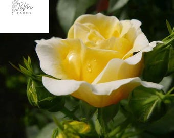 May include: A close-up of a yellow rose with white-tipped petals, showcasing water droplets. The rose is surrounded by green leaves and buds, with the "J&M Farms" logo in the upper left corner.