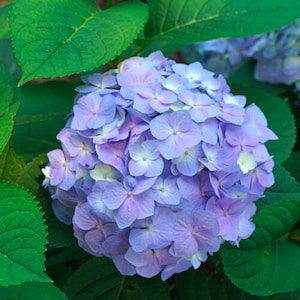 Let&#39;s Dance Skyview Hydrangea Live Plant 12-18&quot; in height in an #3 container