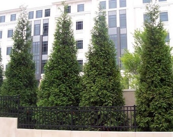 Green Giant Arborvitae 10 pack in 3" cups