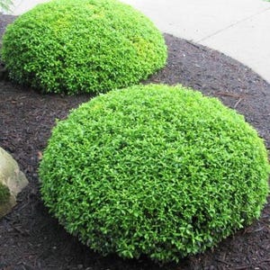 May include: Two large, round, green bushes with a dark brown mulch ground cover.