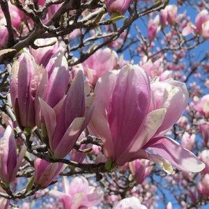 Jane Magnolia 6-12&quot; in a 2 1/2&quot; pot