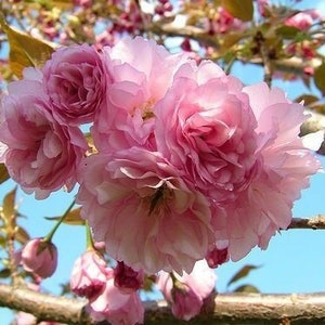 3 Pack of Cherry Trees: 1 Kwanzan Cherry, 1 Yoshino Cherry, and  1 Okame Cherry