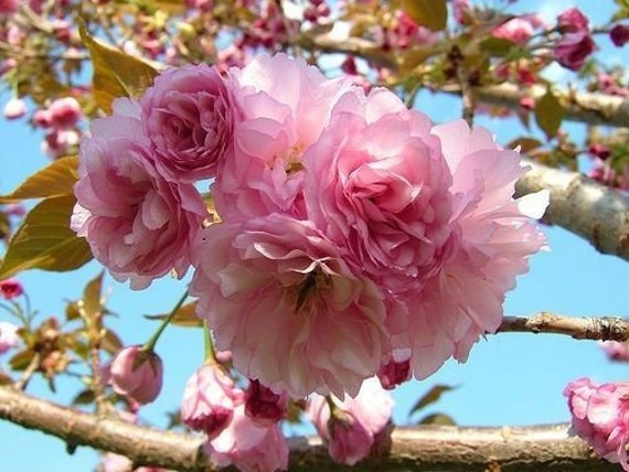 Cherry Tree Set: Kwanzan, Yoshino, and Okame Flowering Trees - Etsy