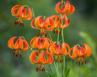 12 Turks Cap Lily Bareroot/bulbs, nodding flowers, meadows, coves, wildflower garden, spring planting, lily, easy to grow, perennial
