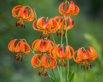 12 Turks Cap Lily Bareroot/bulbs, nodding flowers, meadows, coves, wildflower garden, spring planting, lily, easy to grow, perennial