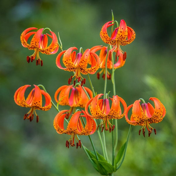 12 Turks Cap Lily Bareroot/bulbs, nodding flowers, meadows, coves, wildflower garden, spring planting, lily, easy to grow, perennial