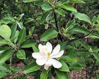 Moonglow Magnolia Tree 6-12" tall in a 3" cup