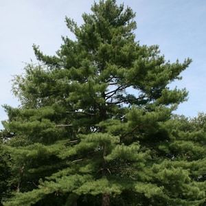 May include: A tall, green pine tree with long, slender needles. The tree is growing in a forest setting with other trees in the background.