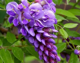 Glycine vivante de 8 à 20 po. de hauteur dans un pot de 2 1/2 po.