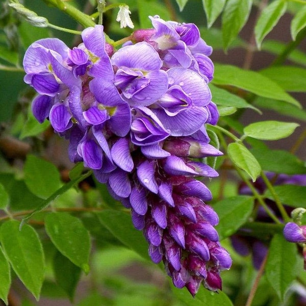Wisteria Live Tree 8-20" in height in a 2 1/2" pot