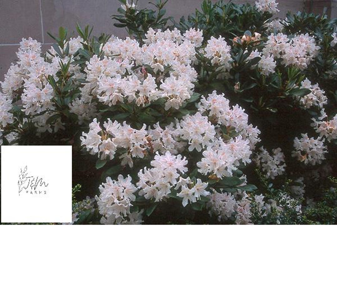 Cunningham's White Rhododendron Live Plant 12-18" in Height in a #2  Container - Etsy