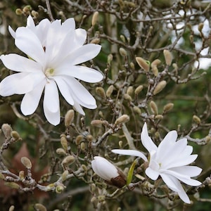 Star Magnolia Live Tree 12-18&quot; in height  in a #1 Container