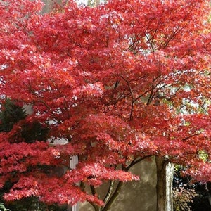 May include: A vibrant red Japanese maple tree with delicate leaves in full autumn foliage. The tree is planted in front of a building with a white window.