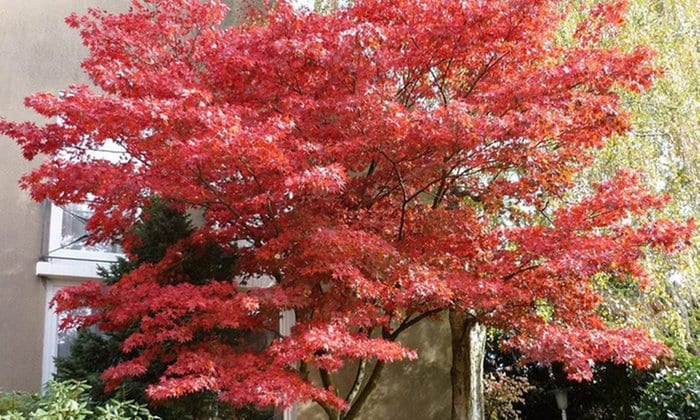 【MARRY+AN+BLOOD】 【数量限定】デモテープ３点SET 神谷/神崎 Bloodgood Japanese Maple 18/24