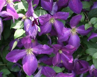 Happy Jack Clematis Live Plant in a #3 Container