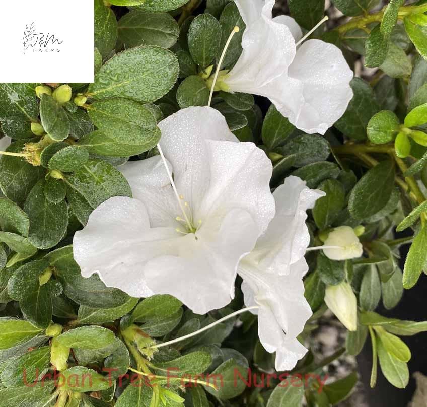 Autumn Dove Encore Azalea Live Plant 12-18