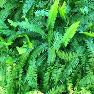 6  Maidenhair Spleenwort Ferns bareroot/rhizomes