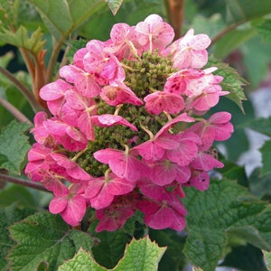 May include: A cluster of pink hydrangea flowers with green leaves. The flowers are in bloom and have a delicate, ruffled appearance.
