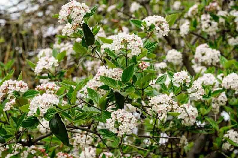 JandMFarms Carlesii Viburnum Plant