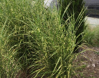 Miscanthus Zebrinius Grass live plant in a  #3 container