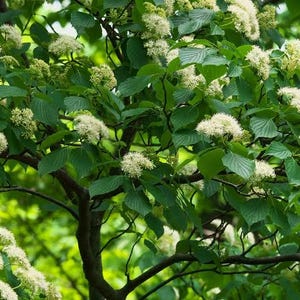 May include: A close-up of a tree with white flowers and green leaves. The tree's branches are visible, with the flowers clustered in small, round shapes. The leaves are a vibrant green, and the background is blurred, suggesting a natural outdoor setting.