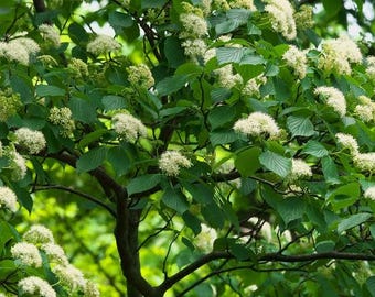 Pagoda Dogwood Live Shrub in a #3 Container