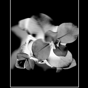 Foto van de auteur - MOEDER NATUUR &#39;21 Abstract in zwart Passe-Partout 18x24cm