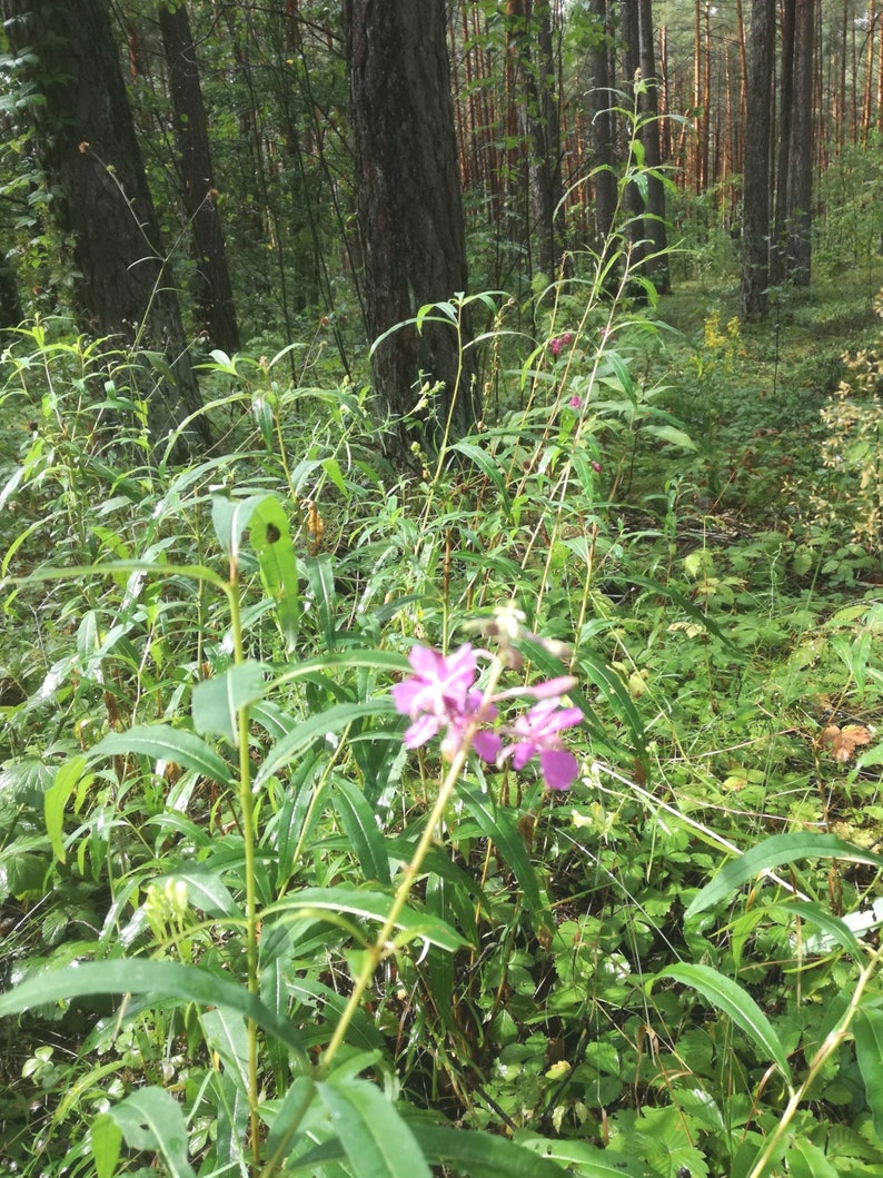 Fireweed Dried Leaves Flowers Ivan Chai 2023 Harvest Herb Epilobium Angustifolium Natural Herbal Wild Plant Tea Lithuanian product image 4