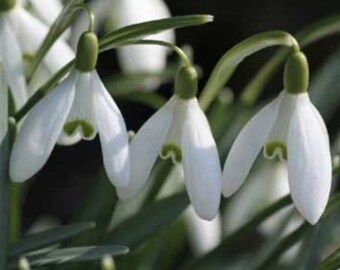 100 Single Snowdrops bulbs IN THE GREEN (Galanthus Nivalis)