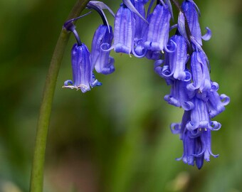 100 English Bluebell Bulbs IN THE GREEN (Hyacinthoides non scripta)