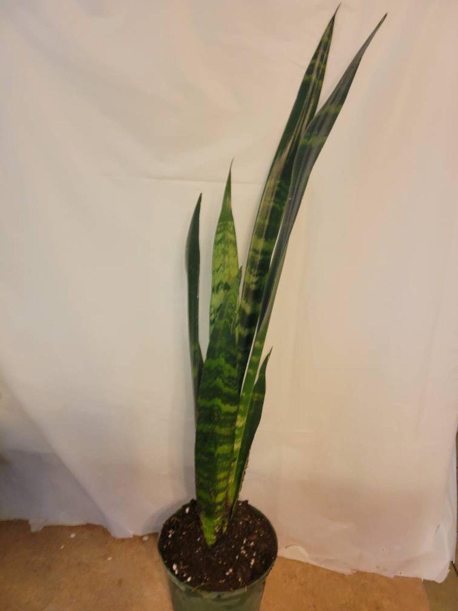 Rare Black coral snake plant. Etsy