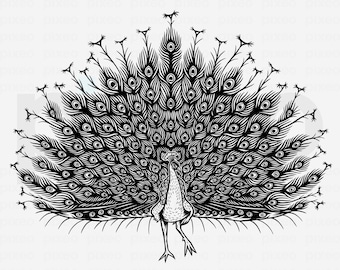Peacock SVG: Vector Cut File, Clipart, Printable PNG PDF