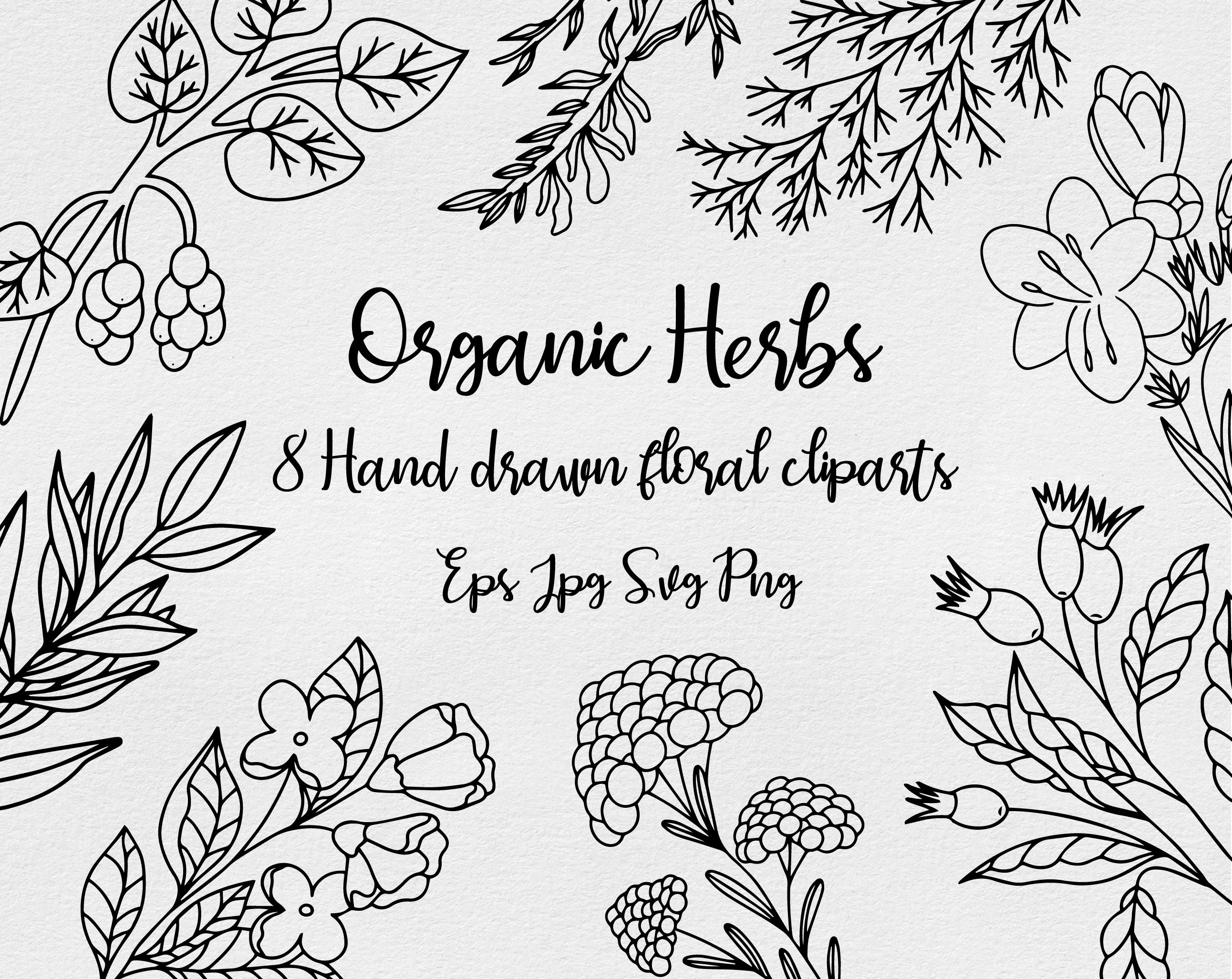Herb clipart SVG. Hand drawn herbs clipart herbs SVG | Etsy