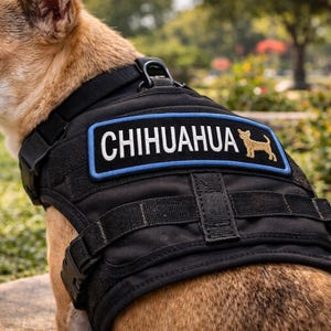 Patch chihuahuahond/opstrijkpatch/speelgoedpatch/familiehuisdier/cadeau Sassy-hond/geborduurde opstikapplicatie voor kledingvest/jas hondentuig afbeelding 3