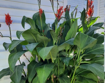 Canna - Red flowering Canna with emerald green foliage