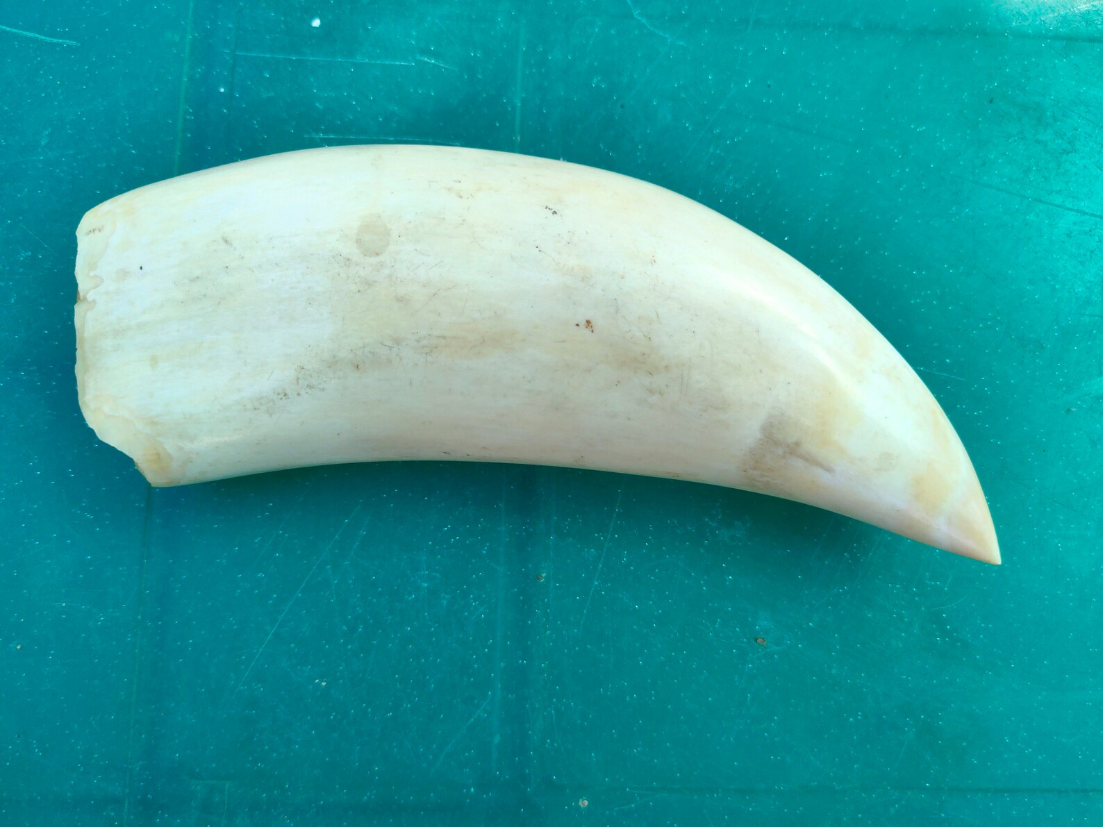 Faux Sperm Whale Tooth Scrimshaw Tooth. Resin Replica | Etsy