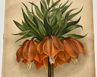 Antique Crown Imperial Lily Chromolithograph: Alphonse Goossens Botanical Print