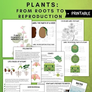 Op de afbeelding: Een verzameling afdrukbare educatieve werkbladen over planten, die onderwerpen behandelen van wortels tot voortplanting. De pagina's bevatten diagrammen van zaadonderdelen, plantenstructuren, levensstadia en zaadverspreidingsmethoden. De werkbladen zijn ontworpen om in te kleuren en te labelen.
