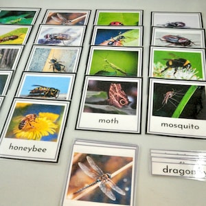 Insecten Flash Cards, insecten, insecten, Montessori, nomenclatuur, driedelige kaarten, educatieve afdrukbare, kleuterschool, kleuterschool, thuisschool