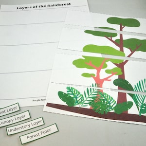 Layers of the Rainforest Worksheet, Rainforest Habitat, Geography, Science, Environment, Biology, Educational Printable Activity, Homeschool