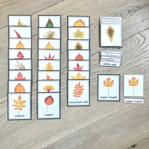 Schede flash foglie autunnali, autunno, foglie autunnali, Montessori, nomenclatura, carte in tre parti, stampabili educativi, scuola materna, scuola domiciliare