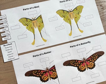 Schmetterling & Motte Anatomie Arbeitsblatt: Frühlingspädagogische Aktivität (Digitaler Download)